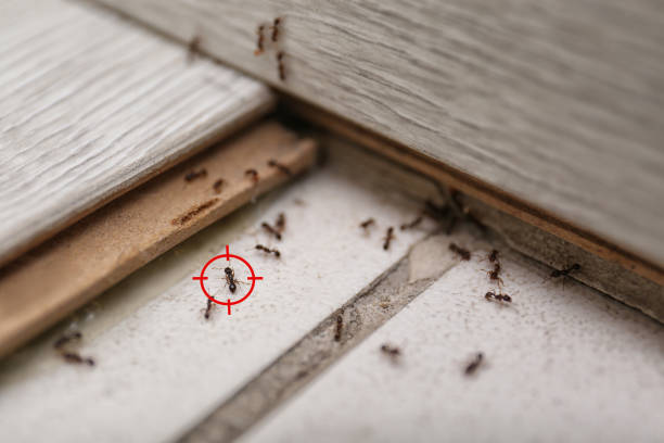Best Cockroach Control Services  in Lake Junaluska, NC